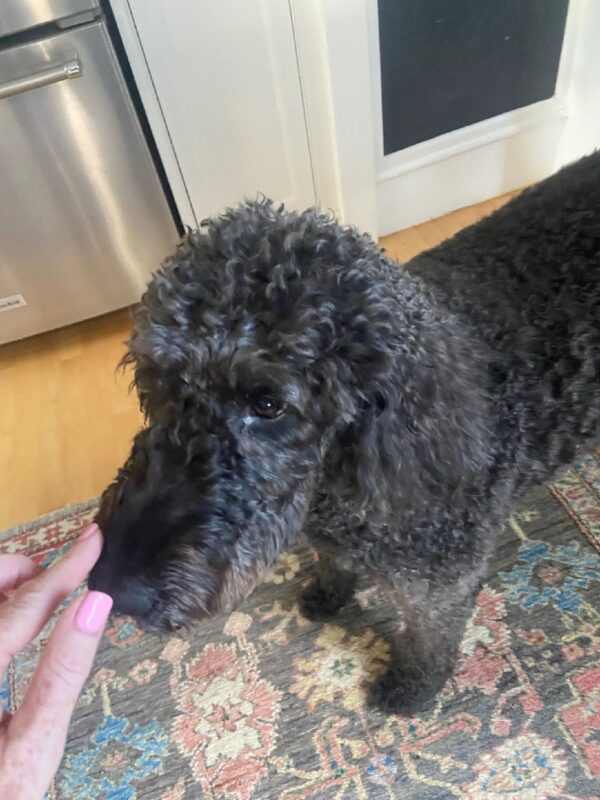 Paw and Hand Balm | Shea Butter + Coconut Oil | Pet & Human Safe  All-Natural Shea Butter Balm | Soothing for Dry Paws & Rough Hands - Image 2