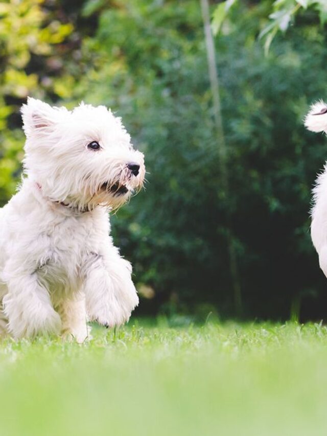 Natural Flea &Tick Protection for Your Pet